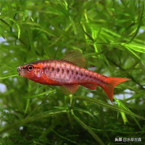 燈魚種類|魚類圖鑑：常見的100種燈科魚（上）